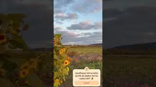 #kisaanconnect #amariagro #farmproducts #sunflower #amarifarms #smallscalefarmers #gaonkkhet