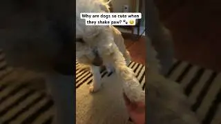Why Are Dogs So Cute When They Shake Paw? 🐾 😊 #shorts #cute #funny #dogtricks #cooperthedoodle
