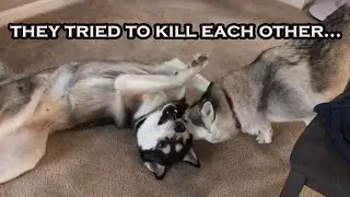 My huskies play very rough it looks like war every time