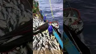 Unbelievable Net Full of Fish
