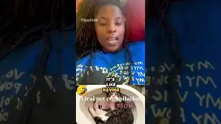Funniest Dogs and Cats 2025 Product highlights Pippit 202506181355