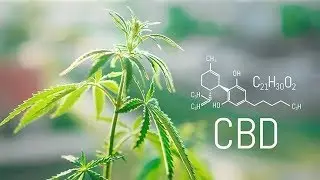 Is CBD for me?