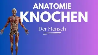 Knochen des Menschen einfach erkl&auml;rt: Anatomie mit Aufbau und Gesicht