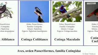 Aves, orden Passeriformes, familia Cotingidae cotinga guardabosques las birds argentino desnudo