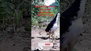 waterhen bird trap.How to make dahuk dhora fad.ruak ruak trap.duck bird trap.cock bird trap #birds