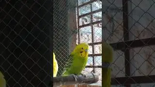 lots of parakeet #birds #shorts #parakeet #parakeetlove