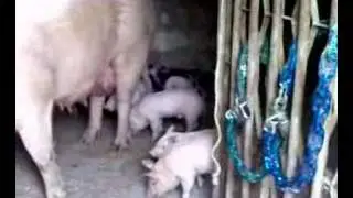 Scrofa con prole