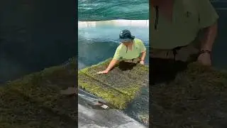Sea grapes &mdash; the green caviar of the ocean!  #Sea Grapes #interesting #shorts