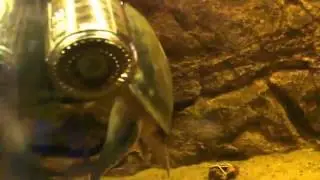 МАТАМАТА