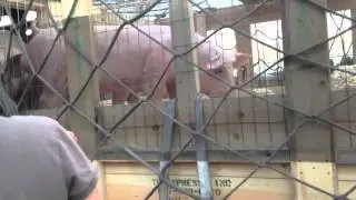 LIVE ANIMAL SHIPPING