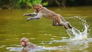 🔴LIVE: You Won't Believe How Much These Little Monkeys Love the Water!