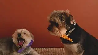 cute dogs playing