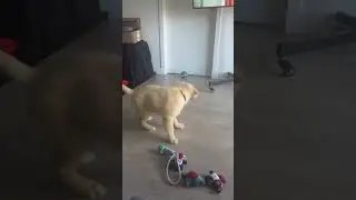 @winston.the.chaos playing around #dog #doglover 👍