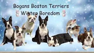 Cabin Fever Winter Tales: Bogan's Boston Terriers 🌨️❄️🥶