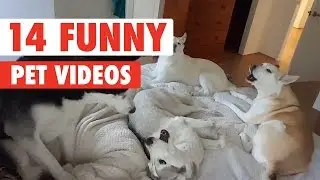 14 Funny Pet Videos Compilation 2016