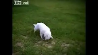 Dog gets sprayed by skunk