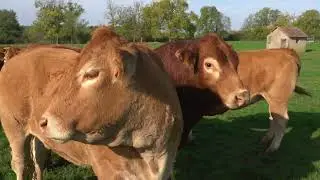 La race Limousine, tête d'affiche d'Agrimax 2022