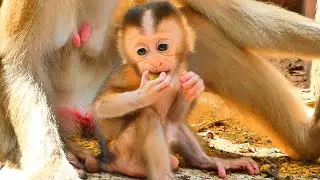 Happy time of Monkey SABE family.