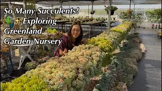 Plant Lover&rsquo;s Heaven 🌿 | Greenland Garden Nursery Succulent Collection/1