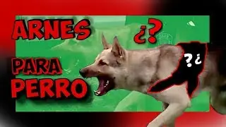 mejores arneses para perros 💚 2019 ❤️🐶 PECHERA / COLLAR