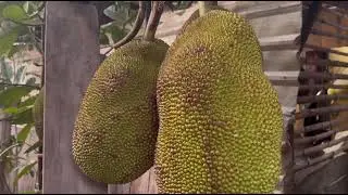 Jackfruit365 #usa #fruitnation #satisfying #fruitworld #fruitcutting