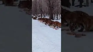 Tigers