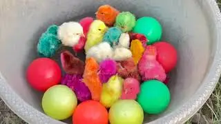 Many Coloured Hen Chicks | Beautiful Hen Baby Chicks | Comic Hen Baby Chicks | Murgi Chicks