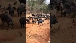 Pig Farming Latest Video 🐗⛰️ #pig #boar #hog #viral #animal #wildpig #wildboar #wildlife #farmlife