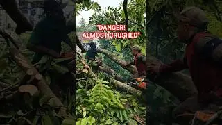 Dangerous Moment! Tree Trunk Twisted and Fell Unexpectedly During Cutting. #javaneseloggingskills