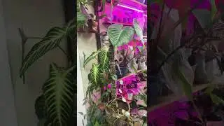 Plant Room Organization Video # 1 #plants #plantlover #plantcare