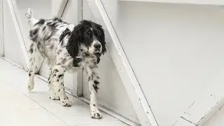 Les chiens auxiliaires de soins investissent les h&ocirc;pitaux fran&ccedil;ais