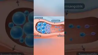 How Sperm is Produced &ndash; Animated Educational Video