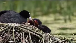 Mindful Moment &lsquo;Grebes and Coots&rsquo; | Springwatch 2024