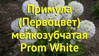 Примула мелкозубчатая Пром Уайт. Краткий обзор, описание primula denticulata Prom White