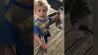 Boy Mistakes Cat for 'Dead Raccoon'! 😂 Reaction is Gold!