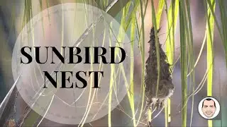 Olive backed sunbird nest