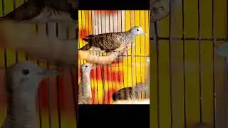 5 Places You Should NEVER Put Your Bird&rsquo;s Cage