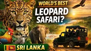 Yala  Leopard Safari Srilanka