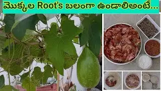 శనగపిండి, టీ పౌడర్, Onion తొక్కలు, బెల్లంతో fetelizer for Plants #bellamanusha #terracegarden #grow 