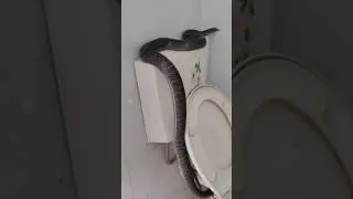 bathroom 🐍😮me snake#snakevideo #snakes #rescued #rescuevideos #snackvideo #saanp #viralonyoutube