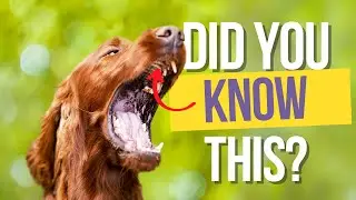 Uncovering the Jacobson's Organ: Secrets of the Canine World Revealed