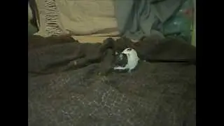 My hooded rats