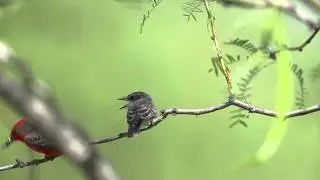 Vermilion Flycatcher-Pyrocephalus rubinus