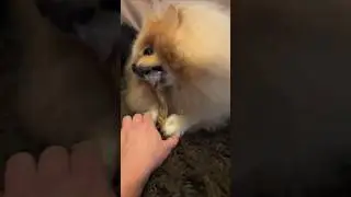 Will she actually share her favorite bone #shorts #dogs #challenge