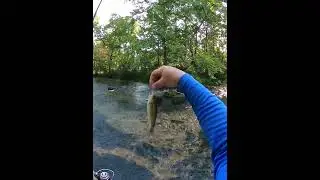 Catching rainbows at Maramec Springs Missouri.