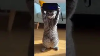 favorite song... sound on. ..... subscribe, like, comment please🙏❤️. #catvideos #catvideos #cute