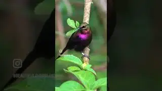 Tacazze Sunbird