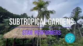 The Best Subtropical Plants to design your subtropical garden for USDA 10b Auckland New Zealand /NZ