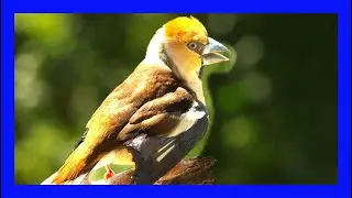 Hawfinch Song! Hawfinch Call! Hawfinch Sound! - Picogordo Com&uacute;n Canto- Coccothraustes Coccothraustes
