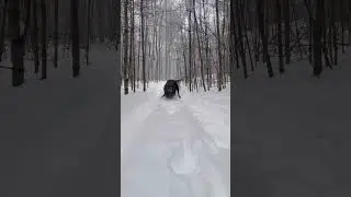 Winter runs #snow #doggielife #hiphoporrap #puppy #music #dogshorts #hiphopmusic #dog